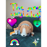 The Gamer Corgi Club