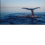 Save the ocean the sharks and everything!