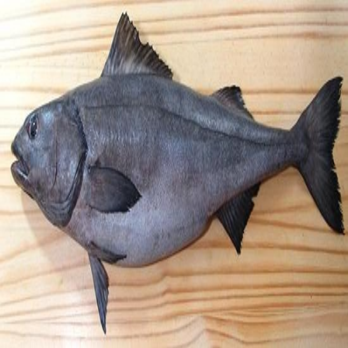 sable-fish\ Roblox decal