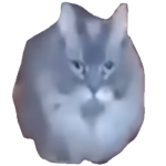 Kitters United