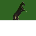 Horse Fans!!