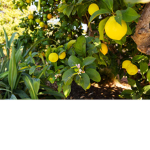 The Lemon Orchard