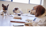 The Business Dogs