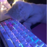 Cat rights For life