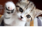 CATS ARE QUEENS AND KINGS