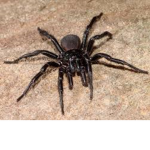 SPIDER~WEBS
