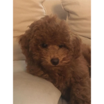 Elly DOG power