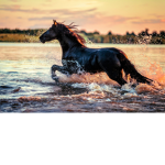 ~Heart Equestrians~