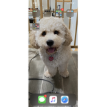 Dog Army 12345678910