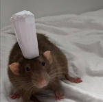 The Lovely Rats Group