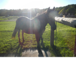 hope rider