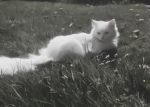 H3LL0_KiTTY
