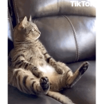 Napinee $!ave Shack for TransPeople