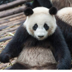 Adopt Me Bear Squad