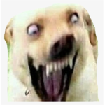 .:Doge Group:.