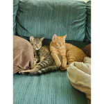 Chico and sunny