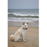 Shiba Inu Island