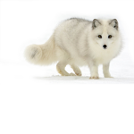 FrostyFoxes