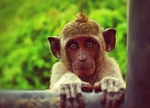 monkey crew tsb