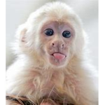 | Orange Monkey! |
