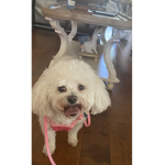 Little pink poodles