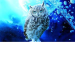 The owl crew
