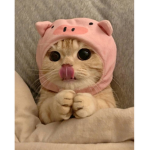 Sᴇɴᴘᴀɪ<3