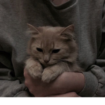 kittiecat