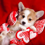 The Corgis Clan