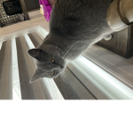 Only cat l o v e r s no non cat l o v e r s