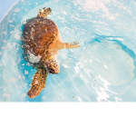 •{The sea turtle triumph}•