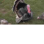 IShotTheTurkey