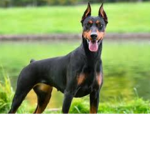 Dobermanlar