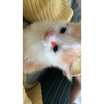LilLazy