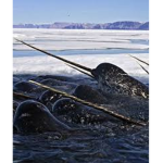 Papis Narwhal Family