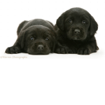 Puppy Dogs