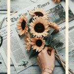 x Sunflower Fan Group x