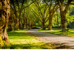 *Tree army*!