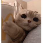 yanny<3