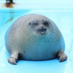 Seals Kingdom