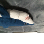 Bob the shark