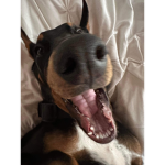 HEAVEN DOG