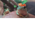 FROGGY CULT ʕʘ‿ʘʔ