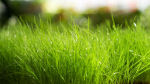 KING GRASS