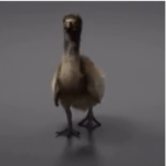 Dodo’s Jerseys
