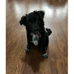 Matilda Doggo