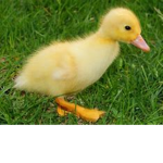 Ducko Gang