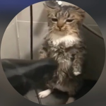 DarkOWL