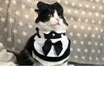 Kitten Democracy/ Republic