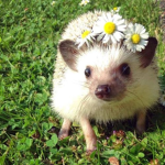 Hedgehog World!